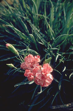 Dianthus allwoodii 'Helen'-0