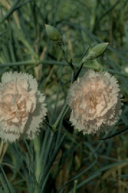 Dianthus caryophyllus-0