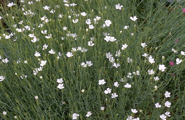 Dianthus delt. 'Albiflorus'-0