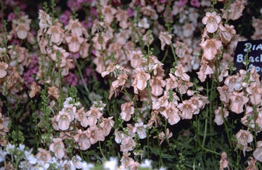 Diascia 'Blackthorn Apricot'-0