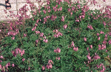 Dicentra formosa-0