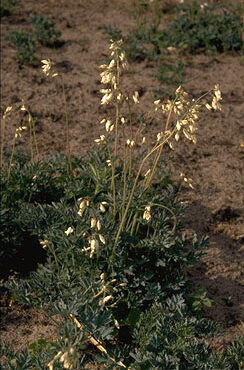 Dicentra formosa 'Alba'-0