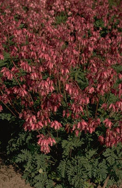 Dicentra formosa 'Luxuriant'-0