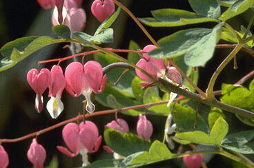 Dicentra spectabilis-0