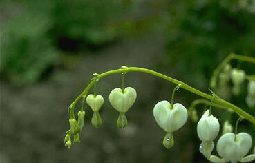 Dicentra spectabilis 'Alba'-0