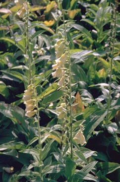 Digitalis grandiflora-0