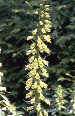 Digitalis lutea-0