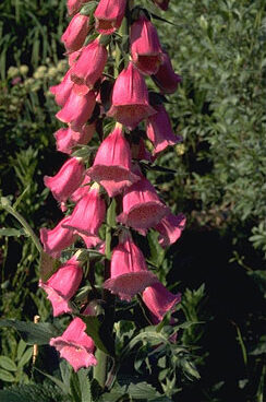 Digitalis mertonensis-0