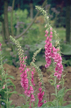 Digitalis purpurea-0