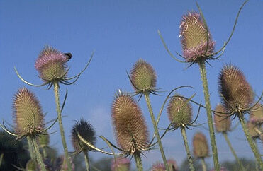 Dipsacus fullonum-0