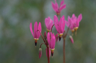 Dodecatheon meadia-0