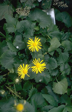 Doronicum orientale-0