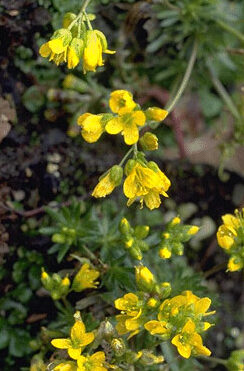 Draba sibirica-0