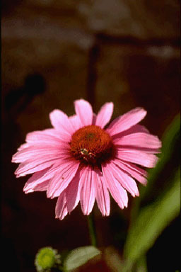 Echinacea 'Sunset'-0