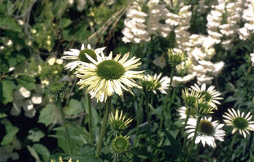 Echinacea purpurea 'Alba'-0