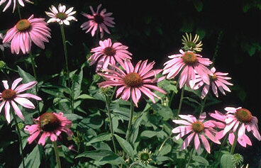 Echinacea purpurea 'Leuchstern-0