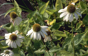 Echinacea purpurea 'White Lust-0