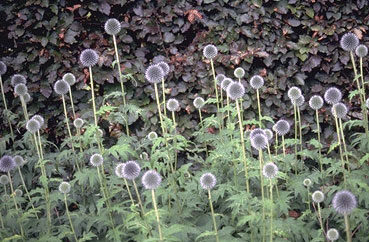 Echinops banat.'Taplow Blue'-0