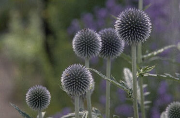 Echinops banaticus-0