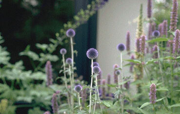 Echinops ritro 'Veitch's Blue'-0