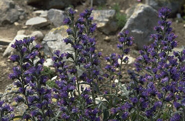 Echium vulgare-0