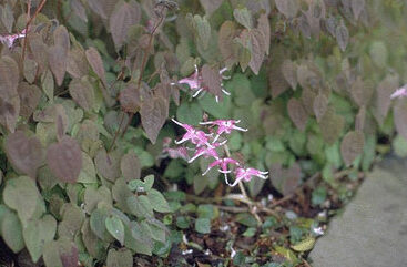 Epimedium grandiflorum-0