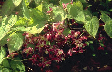 Epimedium rubrum-0