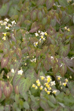 Epimedium versic. 'Sulphureum'-0