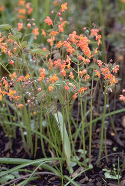 Epimedium x 'Warleyense'-0