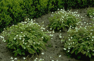 Epimedium youngianum 'Niveum'-0