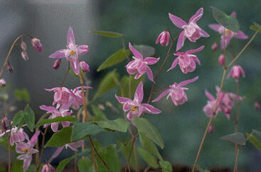 Epimedium youngianum 'Roseum'-0