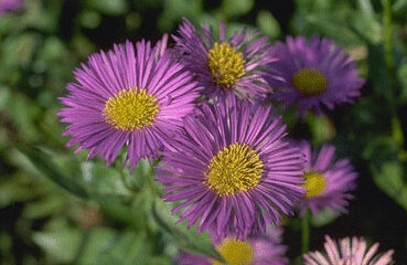 Erigeron 'Dunkelste Aller'-0