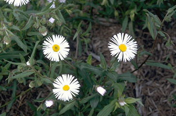 Erigeron sp. 'Sommerneuschnee'-0