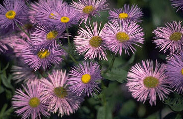 Erigeron sp. 'Strahlenmeer'-0