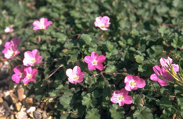 Erodium reichardii 'Roseum'-0