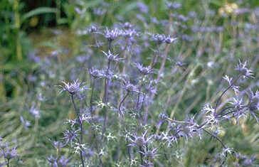 Eryngium bourgatii-0