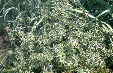 Eryngium planum-0