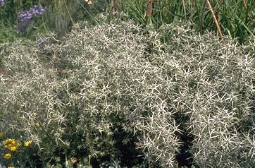 Eryngium tricuspidatum-0