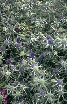 Eryngium tripartitum-0