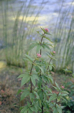 Eupatorium cannabinum 'Plenum'-0