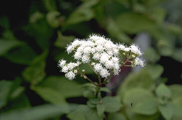 Eupatorium maculatum 'Album'-0