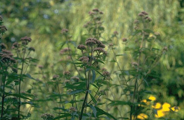 Eupatorium purpureum-0