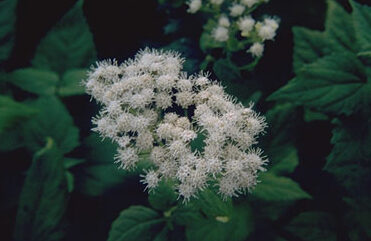 Eupatorium rugosum-0