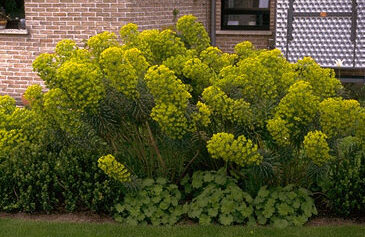 Euphorbia characias ssp. wulfenii-0