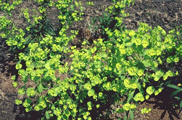 Euphorbia amygdaloides-0