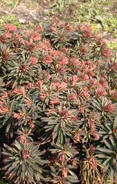 Euphorbia amygdaloides 'Purpurea'-0