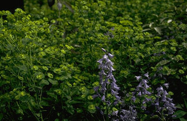 Euphorbia amygdaloides var. robbiae-0