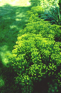 Euphorbia cyparissias-0