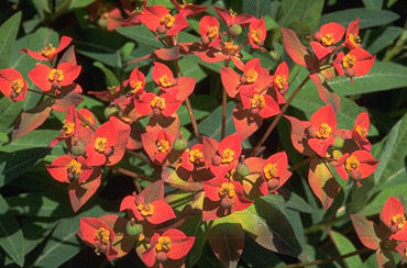 Euphorbia griffithii 'Fireglow'-0