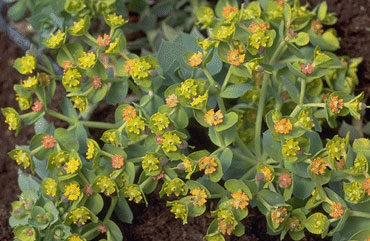 Euphorbia myrsinites-0